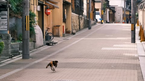 DSCF8370 Giommachi-Minamigawa, Higashiyama Ward, Kyoto | XF16-55mm f8.6 1/170s ISO2500
