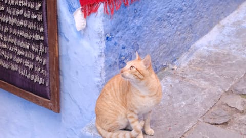 DSCF8937 Rif Al Andalous, Chefchaouen, Morocco | XC15-45mm f5.0 1/280s ISO5000